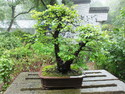 Nanjing bonsai