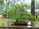 Nanjing bonsai
