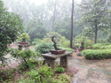 Nanjing bonsai