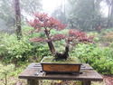 Nanjing bonsai