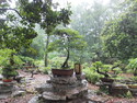 Nanjing bonsai
