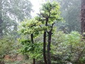 Nanjing bonsai
