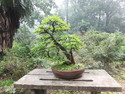 Nanjing bonsai