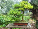 Nanjing bonsai