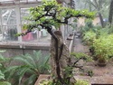 Nanjing bonsai