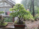Nanjing bonsai