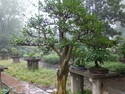 Nanjing bonsai