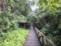 Niah boardwalk
