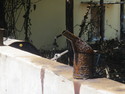 Old oil can or something