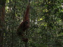 Orangutan