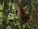 Orangutan