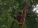 Orangutan