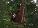 Orangutan