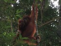 Orangutan