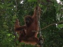Orangutan