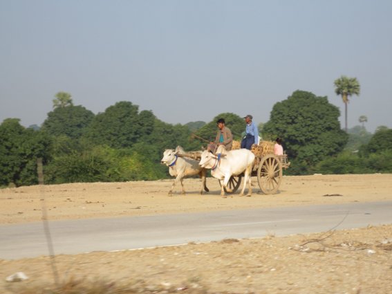 Ox cart on the way to Mandalay