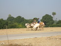 Ox cart on the way to mandalay
