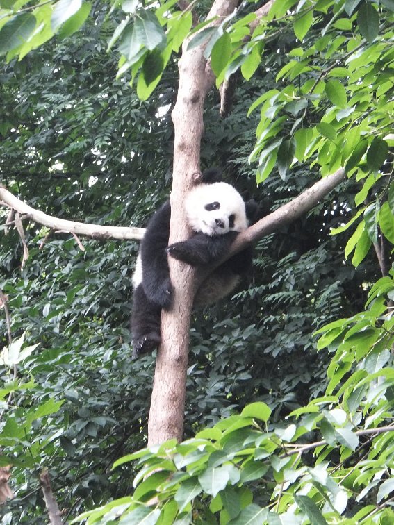Giant panda cub in a tree