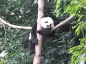 Panda cub sleeping in a tree