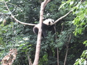 Panda cub sleeping in a tree