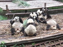 Panda cubs