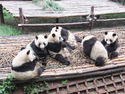 Panda cubs