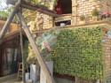 Petrified wood and wall planter