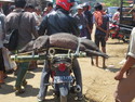 Pig on motorbike