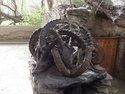 Pile of rams horns