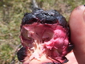 Pinecone snack