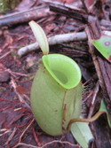 Pitcher plant