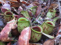 Several carnivorous pitcher plants