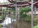 Propped up tree