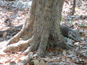 Prowling komodo dragon