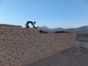 Rams horn on building