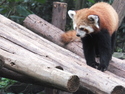 Red panda