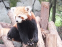 Red panda