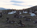Reindeer settling down for the night