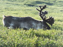 Reindeer