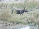 Rhino