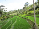 Rice patty bali gallery