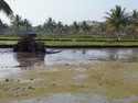 Rice patty in hampi