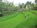 Rice patty near ubud