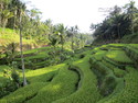 Rice patty near ubud