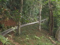 Roller coaster through woods