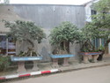 Root over rock bonsai in the streets of quang ngai