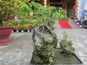 Root over rock bonsai
