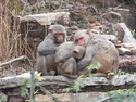 Sad looking monkeys