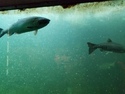 Salmon ladder