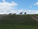 Seemingly wild horses in tsagaannuur